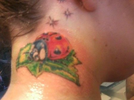 coccinelle