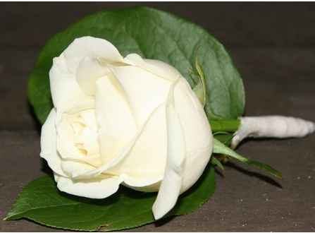Boutonnière (rose rouge)
