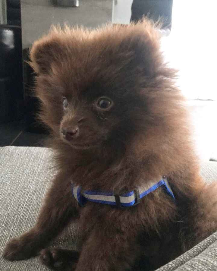 Et les animaux ? - 1