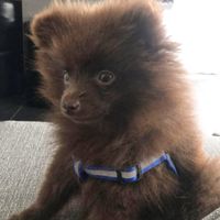 Et les animaux ? - 1