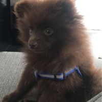 Comment s'appellent vos animaux poilus ? - 1