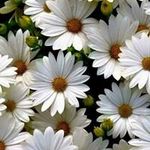 Claudia