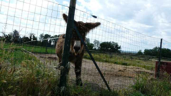il y a même des animaux ^^