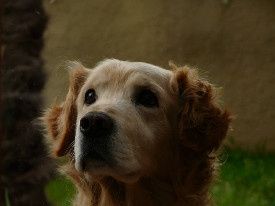 mon chien RIP
