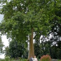 Arbre photo mariés 