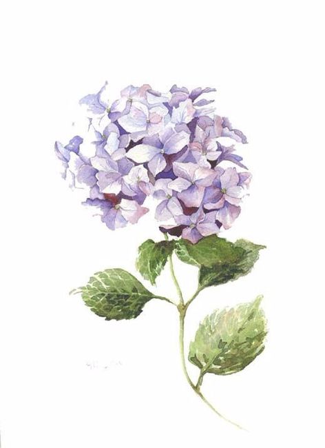 Hortensia