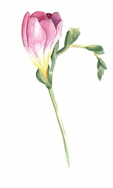 Freesia