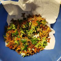 Confettis biodégradables - 1