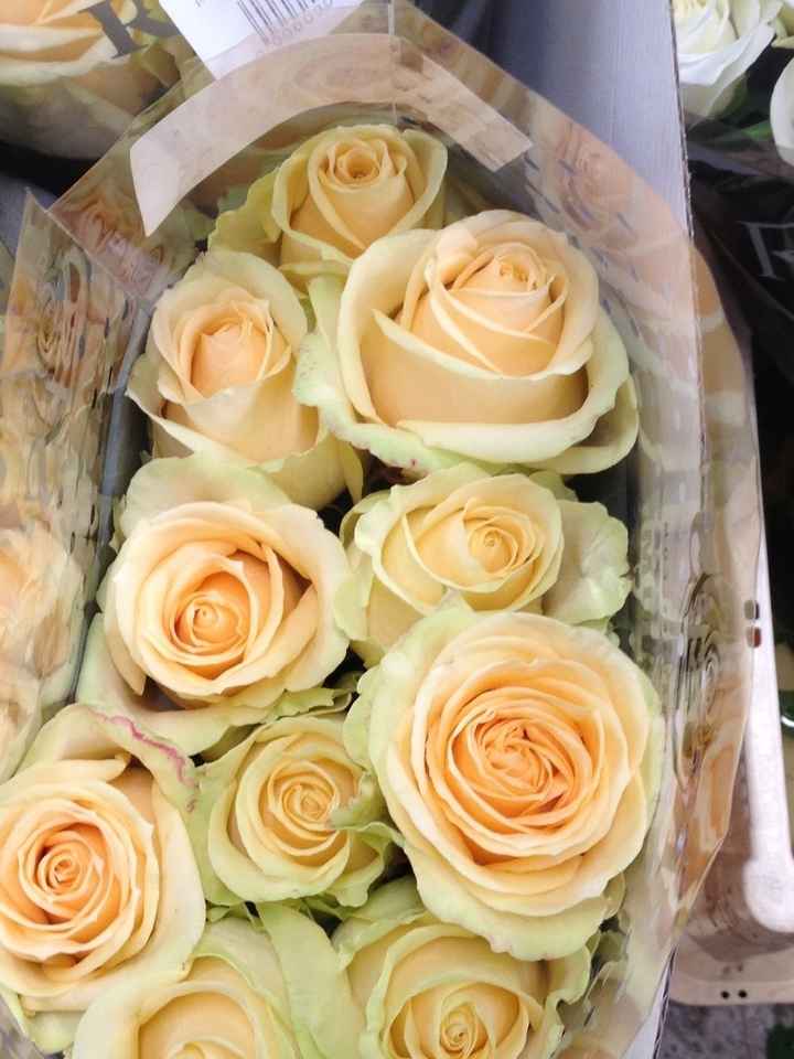 Magnifiques roses