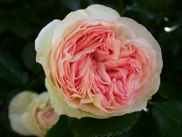 Rose qui ressemble à une pivoine