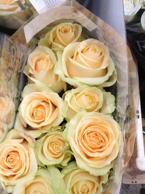 Magnifiques roses