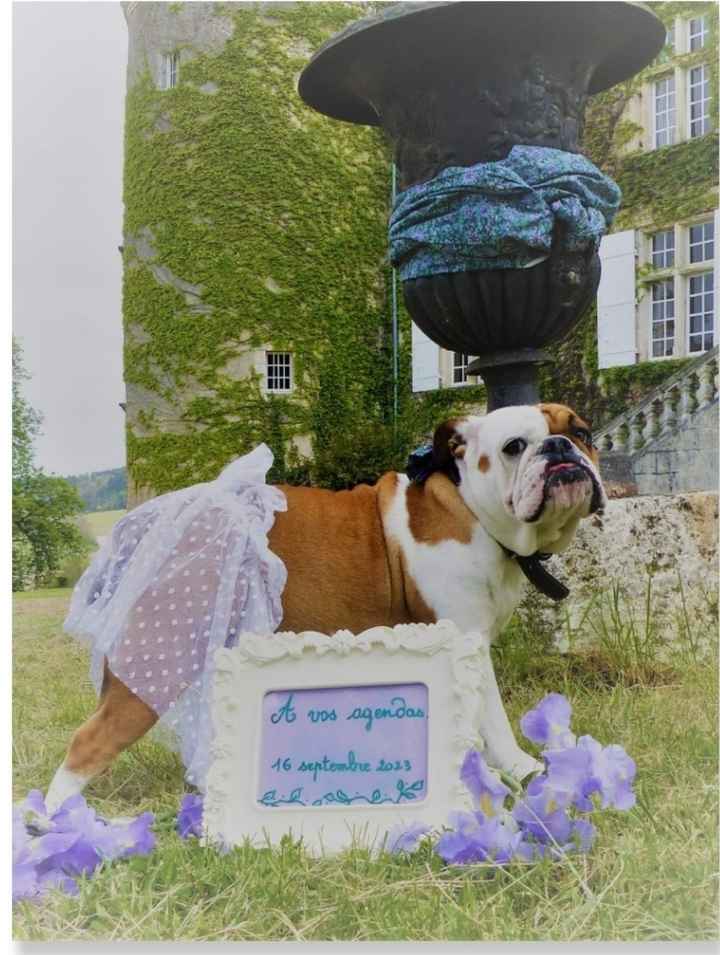 Et si ton chien se mettait sur son 31 ? 🐶 - 1