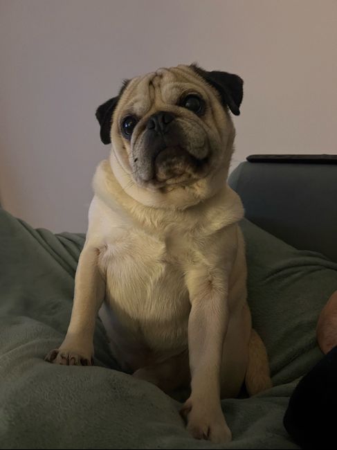 Recherche Pet Sitter évènementiel 🐶 1