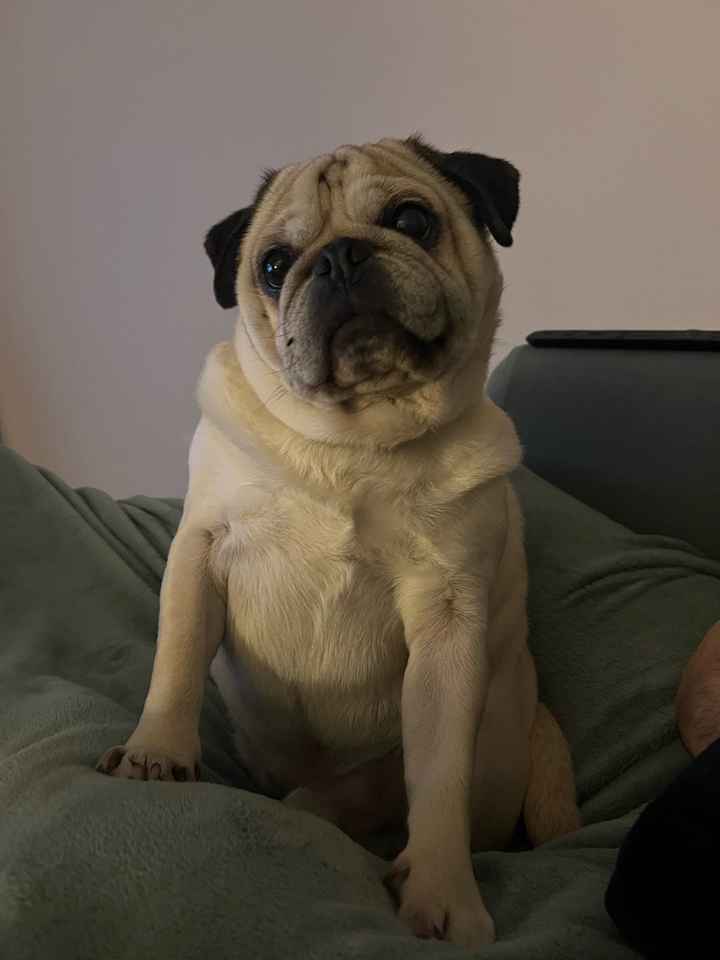Recherche pet sitter évènementiel 🐶 - 1