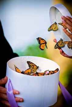 Lacher de papillon
