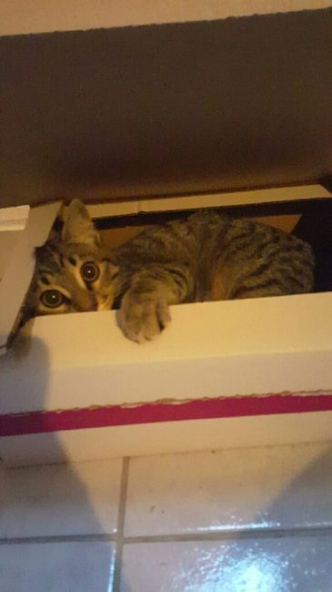 Vos animaux de compagnie ! - 2