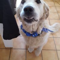 Collier pour ma golden - 1