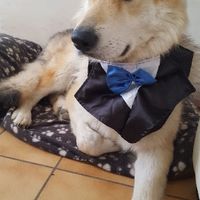 Collier pour ma golden - 5