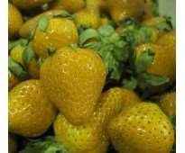 les fraises parfaites