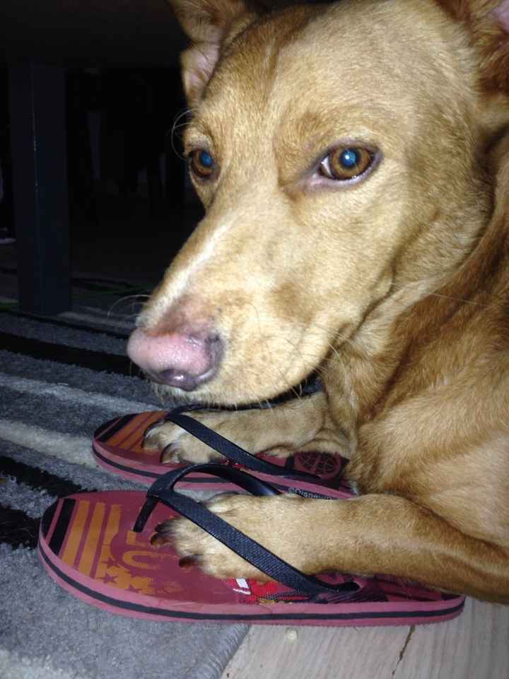 Une aide encombrante .. - 1