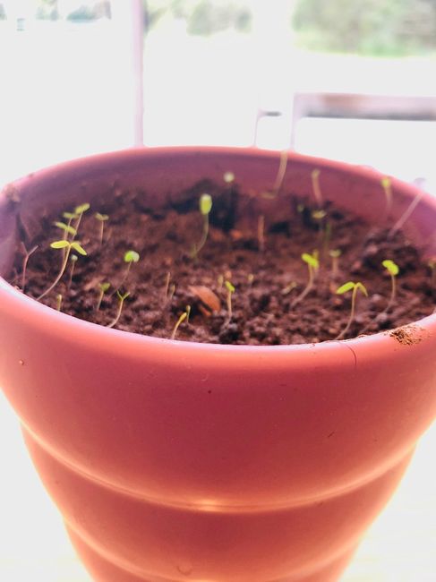 Enveloppes ensemencées 2