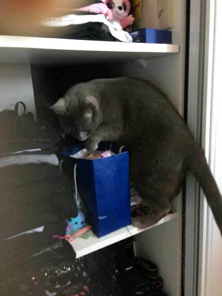 Animal, animaux, photos de nos chéris - 2