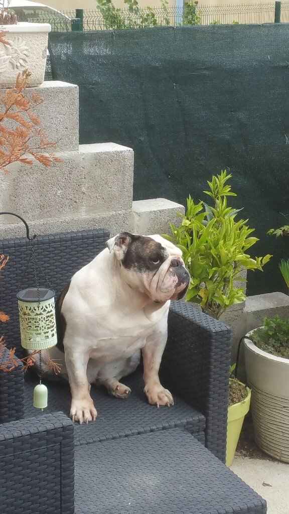 Animaux présents au mariage ? - 1