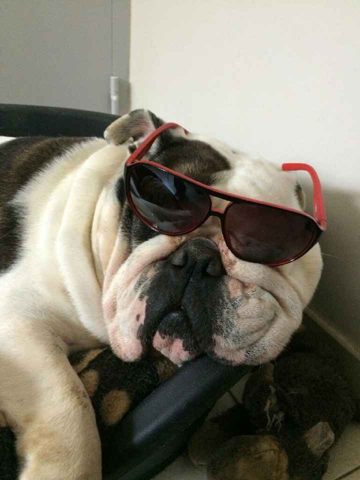 Animaux d'honneur : une tendance à croquer ! - 1