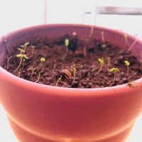 Enveloppes ensemencées - 2