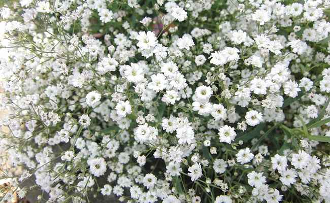 Faire pousser du gypsophile chez soi - 1