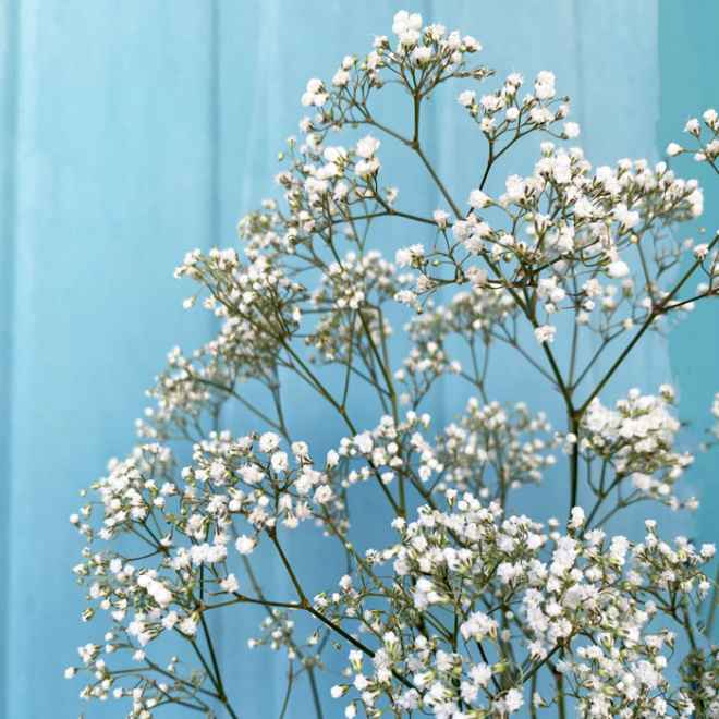 Tenue du gypsophile sans eau ? 🌼 - 1