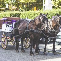 Calèche - 2