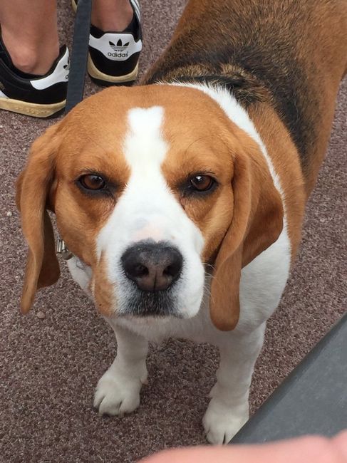 Votre petit compagnon - 1