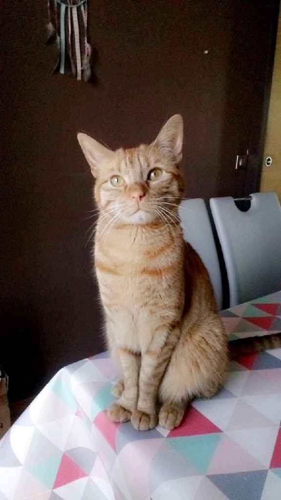 Comment s'appellent vos animaux poilus ? - 1