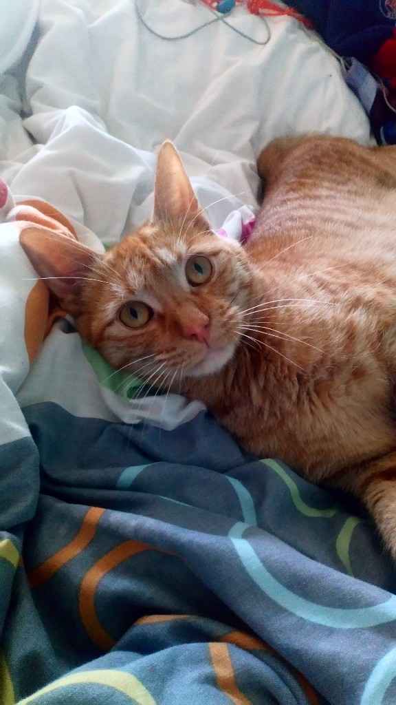 Mon petit bébé chat 😋 - 1