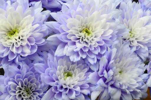 fleur