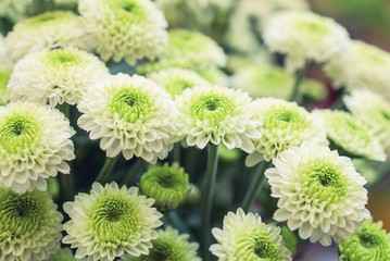 fleur