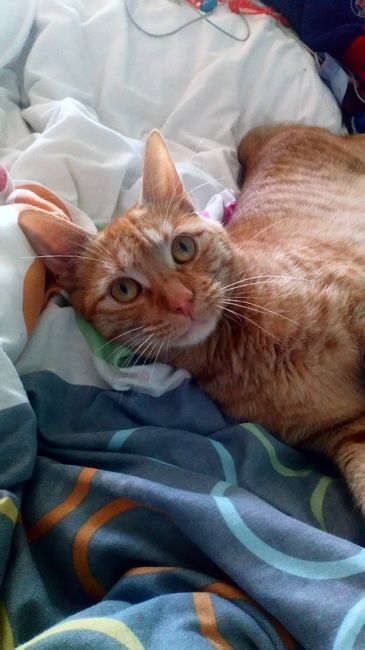  Mon petit bébé chat 😋 - 1