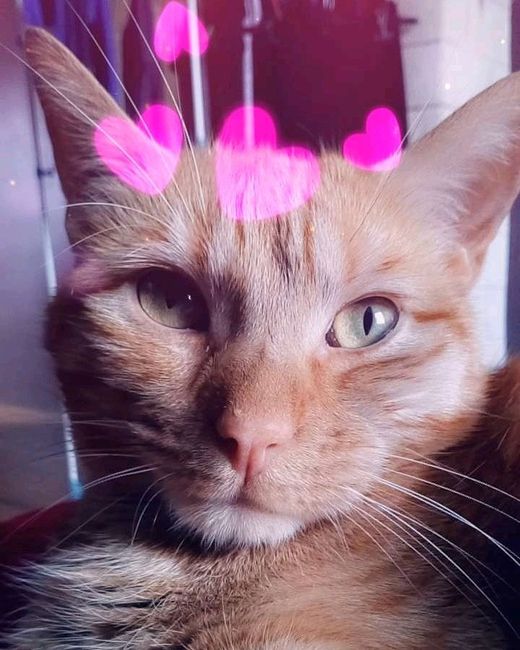 Mon petit bébé chat 😋 - 1