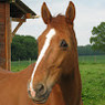 Clemence