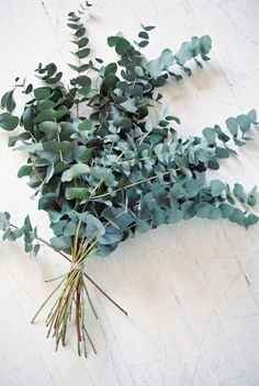 bouquet eucalyptus