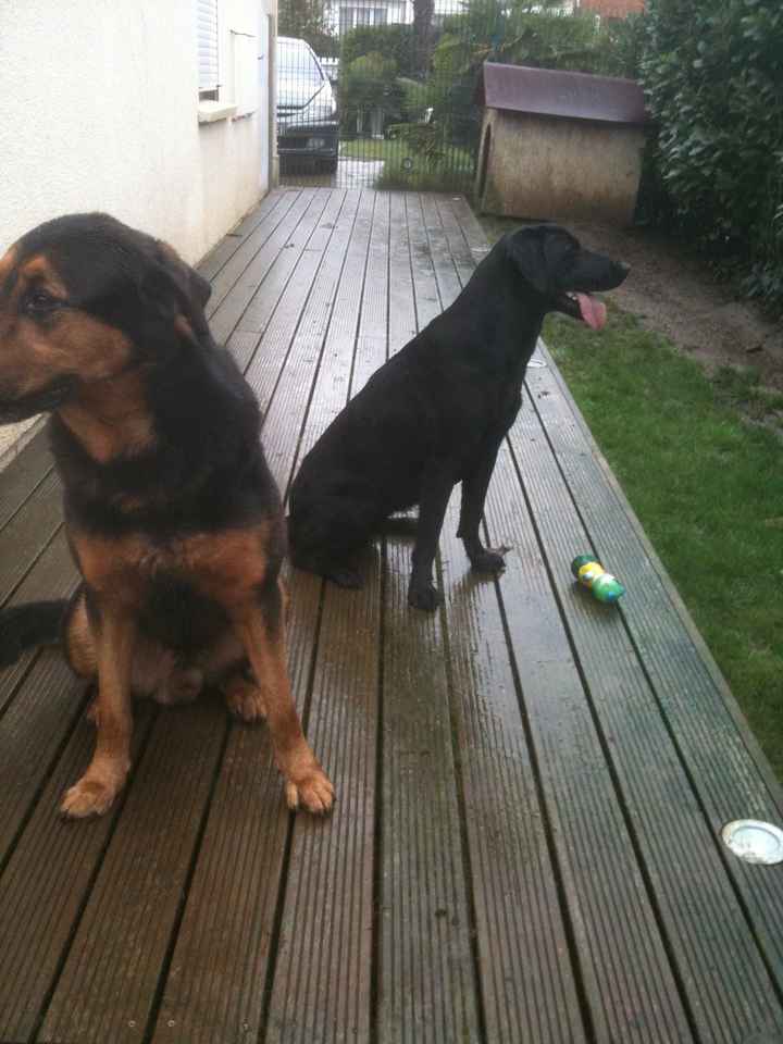 Photo chiens