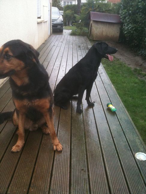 Photo chiens