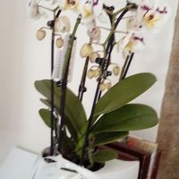 Bouquet surprise de mes collègues de travail !!! Merci :)