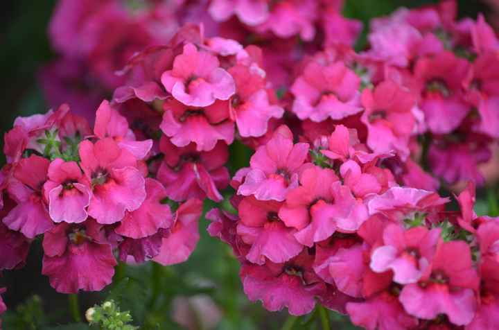 quelques grappes de fleurs se trouvant à mon mariage.