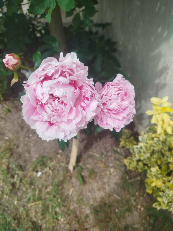 Pivoine for ever