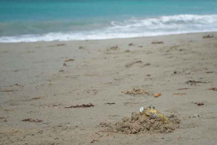 petit crabe jaune de sable