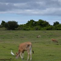héron garde-boeuf et veau