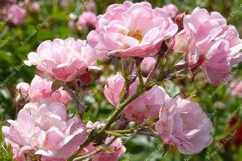 Fleurs cheveux - 3