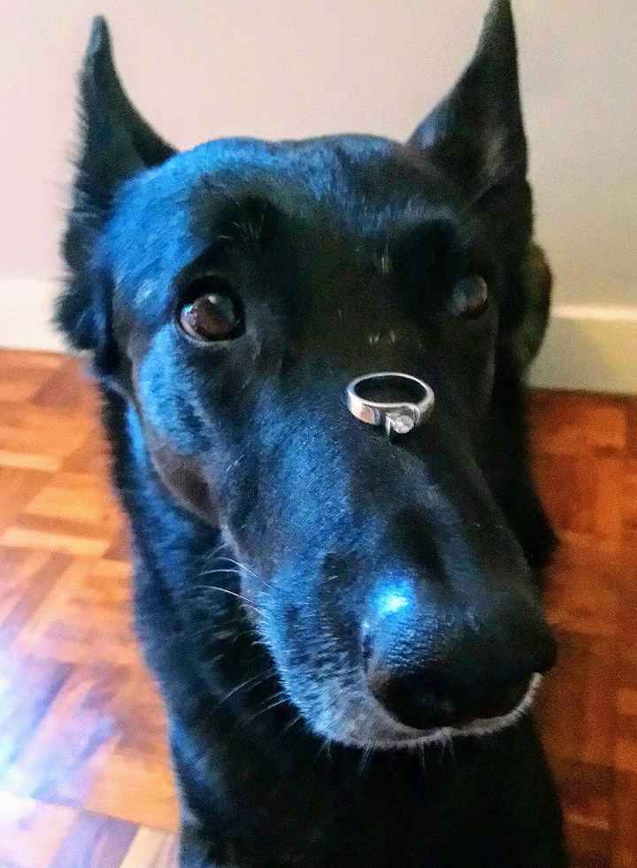 Montrez-moi vos boules de poils ! 😻 - 1